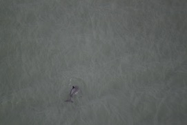 Missing Picture